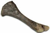 Dinosaur (Thescelosaurus) Tibia Bone - Montana #326413-2